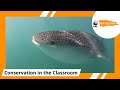 Whale Sharks: Protecting Mexico's Marine Giants