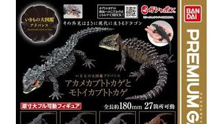 【全4種】　いきもの大図鑑　アカメカブトトカゲ　モトイカブトトカゲ　ガチャ アカメカブトトカゲとモトイカブトトカゲ』いきもの大図鑑アドバンス