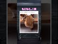 めっちゃ支えたい笑　#shorts#動物#かわいい#可愛い#癒し#癒し動画 #犬 #コーギー
