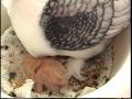 my pigeons eggs hatched