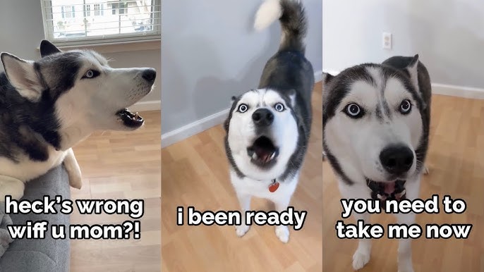 Why Does My Dog Talk Back to Me?: Unveiling Canine Sass