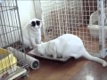 美丹のボーイズラブ