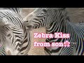 Grevy’s Zebra 🦓 Kahlfani shows up and Flamen　しまうま🦓　カルファニ登場とフレーメン　Los Angeles zoo