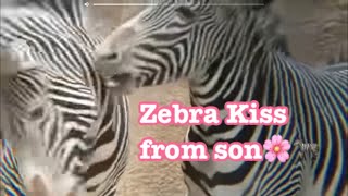 Grevy S Zebra Kahlfani Shows Up And Flamen しまうま カルファニ登場とフレーメン Los Angeles Zoo Youtube