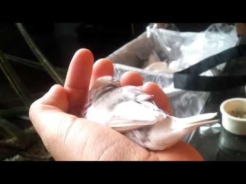 白文鳥　眠くなると手の中でごそごそ
