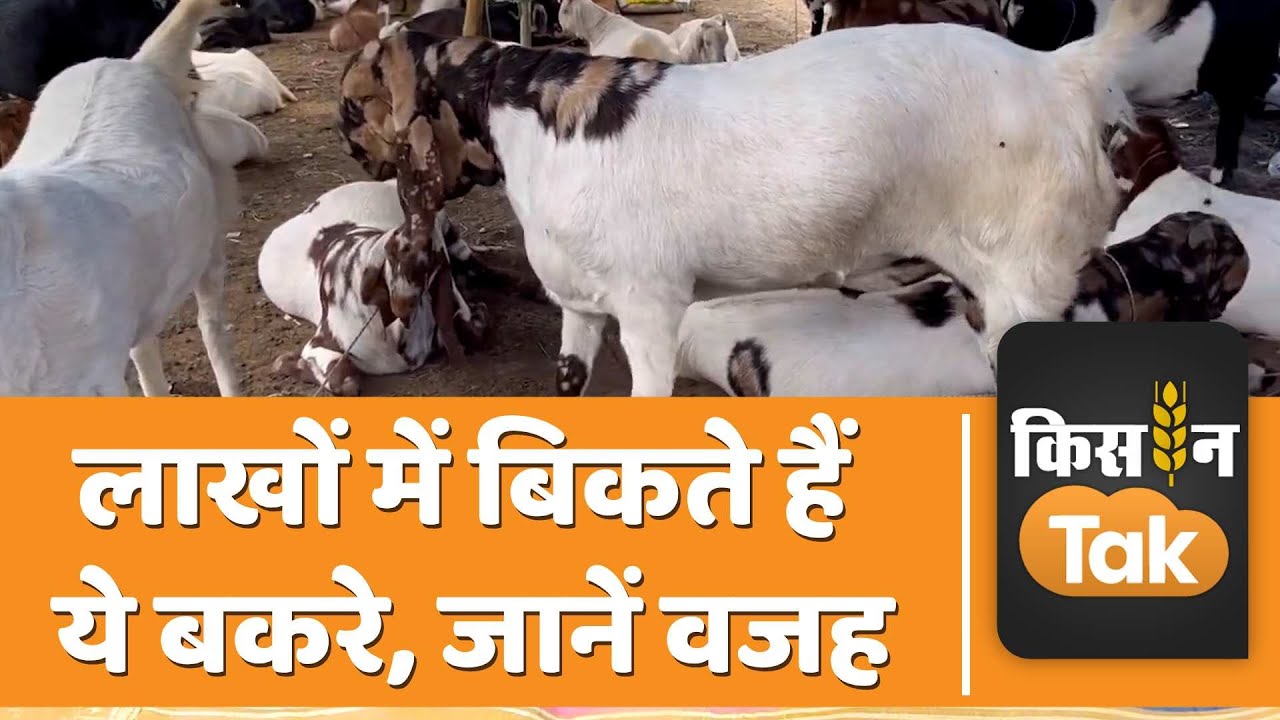 Bakrid 2023: तोतापरी और बीटल नस्ल के बकरे की मांग, जानें कितनी है कीमत |  Kisan Tak