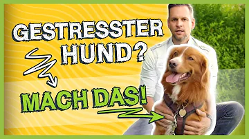 Was Stress einen Welpen?