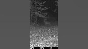 Big Buck working a Scrape