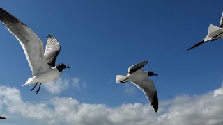 Galveston Ferry Adventure: Seagulls & Beach Bliss | Port Bolivar to Galveston