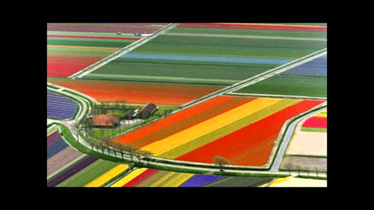 Campos de tulipas na Holanda - YouTube