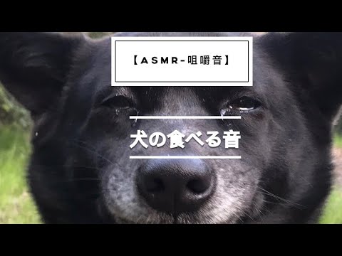 【ASMR-咀嚼音】犬の咀嚼音?音フェチ