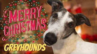 Merry Christmas Greyhounds