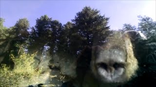 Deputies Free Bear Stuck in Car