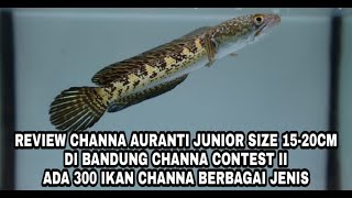 REVIEW CHANNA AURANTI JUNIOR 15- 20 CM JUARA KONTES BANDUNG CHANNA CONTEST 2 SNAKEHEAD ADA 300 IKAN