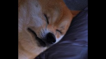Doge discovers American Football.