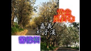 [台灣花季旅遊景點] 嘉義朴子溪黃金風鈴木和苦楝樹花道齊放，享受黃金花瓣和淡紫花叢洗禮