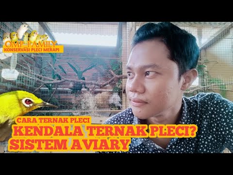 Cara ternak pleci | kendala ternak pleci | sistem aviary pola ful
