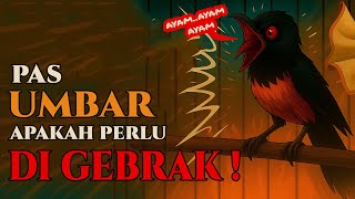 Umbaran Gebrak: Positive or Negative? When Birds Are Trained to Fight Against Themselves…