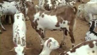 Silage Making in India-Zero Grazing Barbari Goat Farm, near Hyderabad.