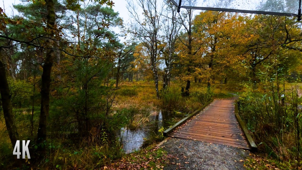 Rainy Late Autumn Forest Walk | 4K (Relaxing Rain Sounds for Sleep ...