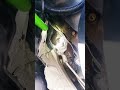 2018 BMW M4 wastegate problem part 3