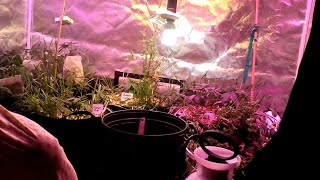 Live stream with GingaSnapz Transplanting Cannabis babbies. hang out with me