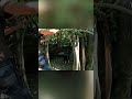 Building Cozy Forest Shelter With My Dog: Bushcraft Survival! #shorts