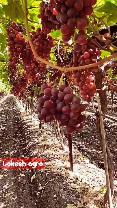 How to grow grapes🍇 agriculture in japan #shorts #vlog #viral #fruit #asmr @Lokeshagrohub #tiktok