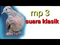 Perkutut Untuk Pancingan Atau Pikat Mp3 - Mp4 Download
