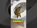 Mangeezee loves when daddy sings 🥹😅 #birds #mango #pets