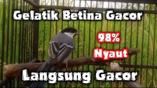 Gelatik batu betina gacor untuk memancing bunyi gelatik batu bahan