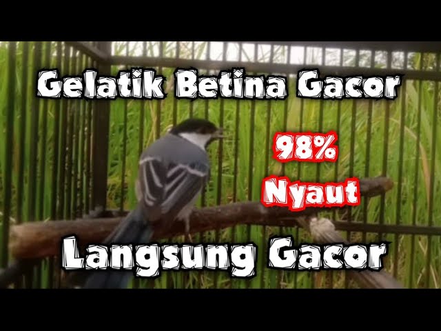 Gelatik batu betina gacor untuk memancing bunyi gelatik batu bahan class=