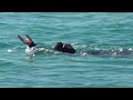 210526 9 SEGELBOOT MITTELMEERSCHWIMMER SPATZ