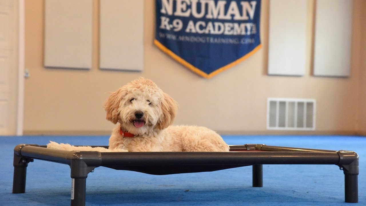 Lucy (MiniGoldendoodle) Boot Camp Dog Training Demonstration YouTube