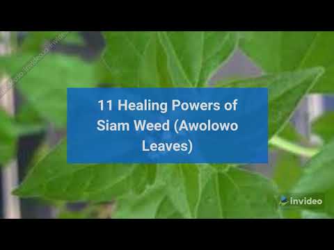 11 Healing Powers of Siam Weed (Awolowo Leaves)