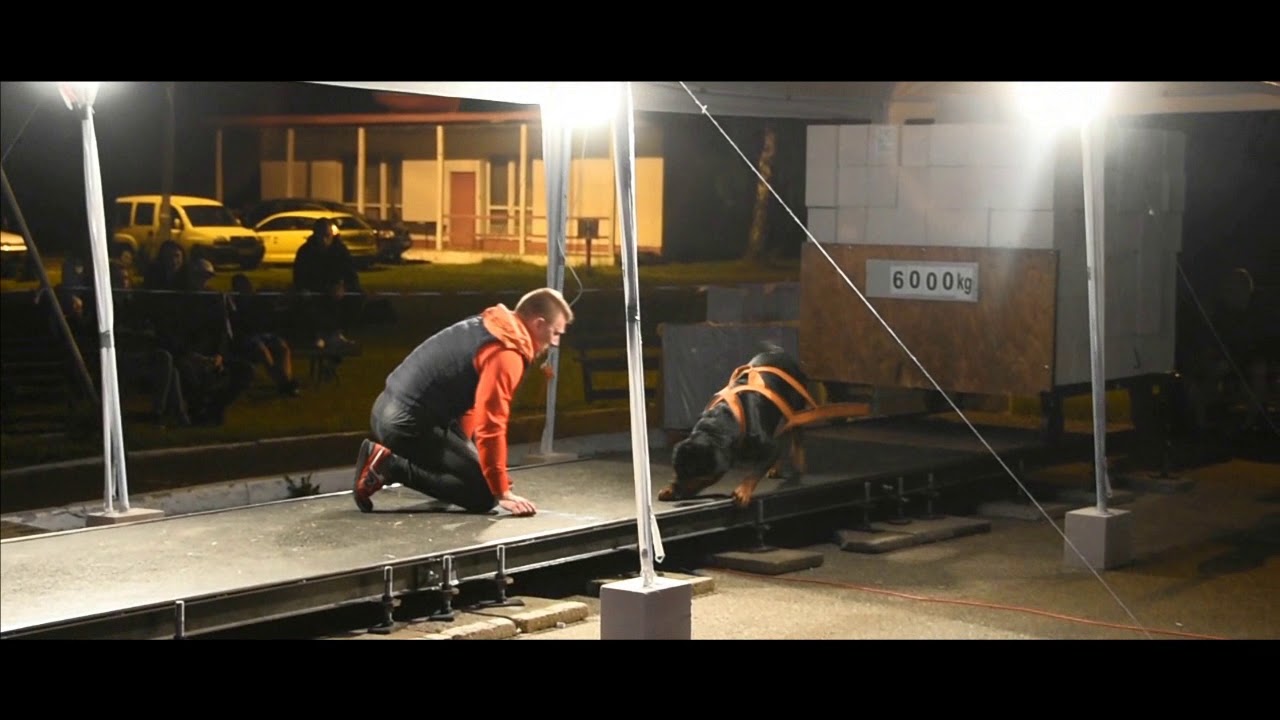 Strongest rottweiler  2017 weightpulling 6880kg (15168 lbs)