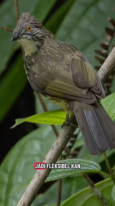 Burung Cucak Kerinci | Si Lincah Dari Sumatera