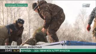 На севере РК лесная охрана спасает диких животных от голода На севере РК лесная охрана спасает диких животных от голода