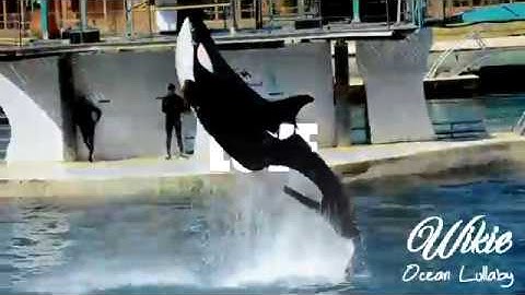 [This Love] Favourite Female Orca MEP - part 9 with Wikie