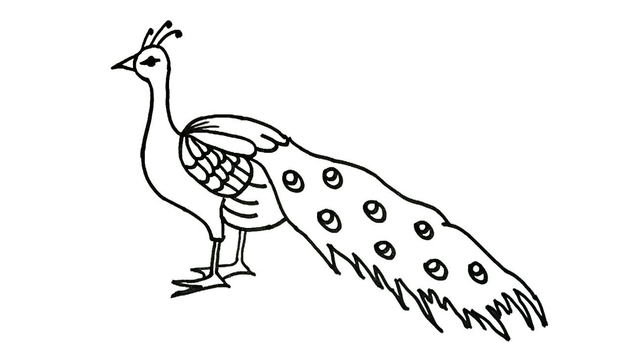 How to draw a Peacock How to draw birds Drawing Easy