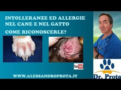 Video: Segni E Sintomi Di Allergie Alimentari Per Cani