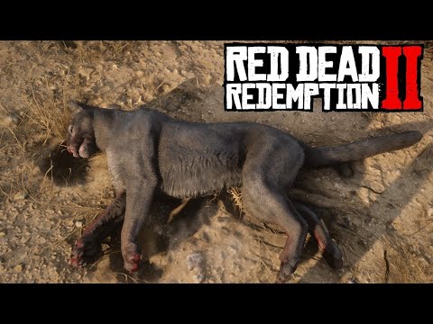 Red Dead Redemption 2 Пантера и Флоридская Пума, изучение. (RDR2 Panther and Florida Panther study).