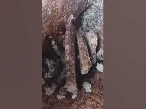 наййшли мед у дереві в лісі - YouTube