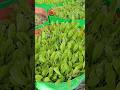 gardening peace ✌️🕊️#terracegardenindia #plantsofindia #garden #farming #gardeningtips #agriculture