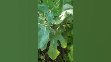 Virginia Fig Tree & Figs Late September