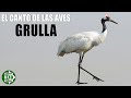 🐦🔊 ¡Escucha el trompeteo de la GRULLA! 🔊 Sonido de Ave Migratoria