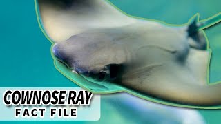 Cownose Ray facts: the FISH that looks like A COW 🐄 Animal Fact Files