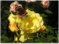 George Zamfir Rose 