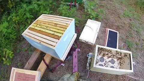 Moving a NUC into a 10 Frame hive  Beginning beekeeping in Texas
