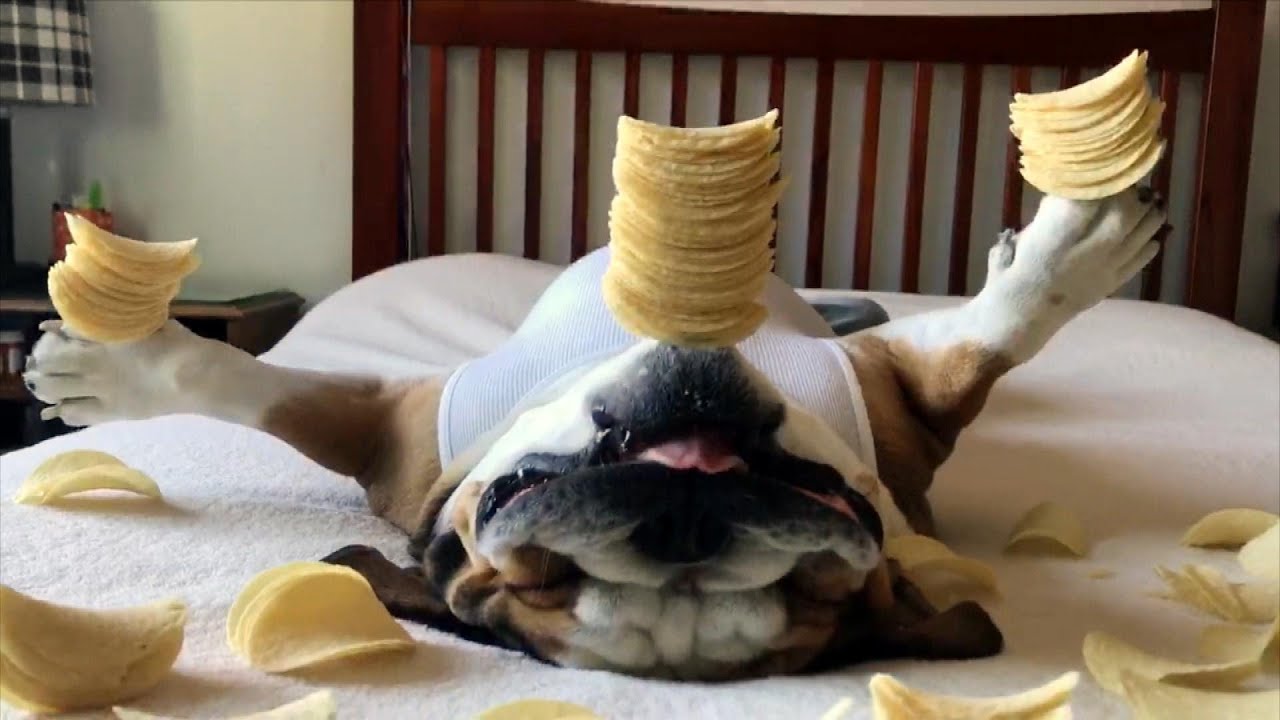 Watch Bulldog Named Chunky Monkey Sleep With Food Balanced On His Head—LOL | Rachael Ray Show